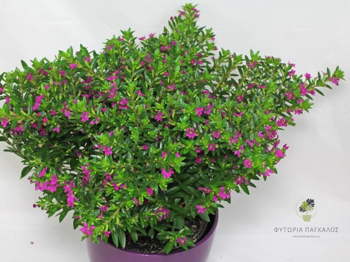 ΚΟΥΦΕΑ – Cuphea hyssopifolia - 3